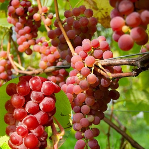 Vitis vinifera 'Jadviga' - Harilik viinapuu 'Jadviga' C7/7L
